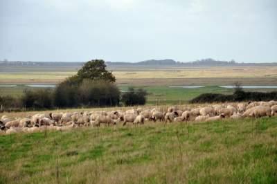 L'agneau de prés-salés de la Baie d'Authie