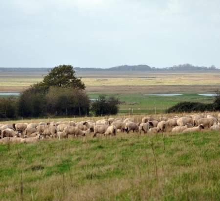 La Baie de Somme et ses agneaux de prés-salés en Picardie